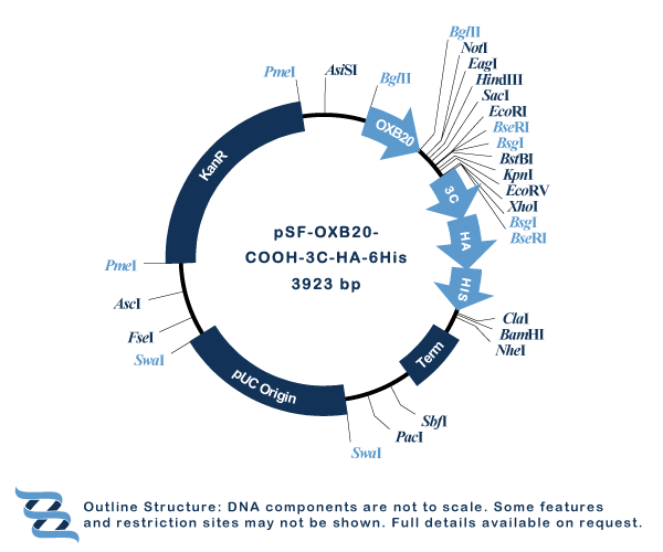 OXF graphics