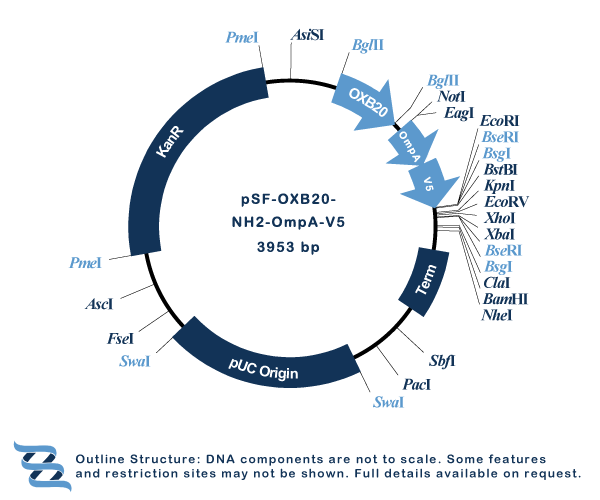 OXF graphics