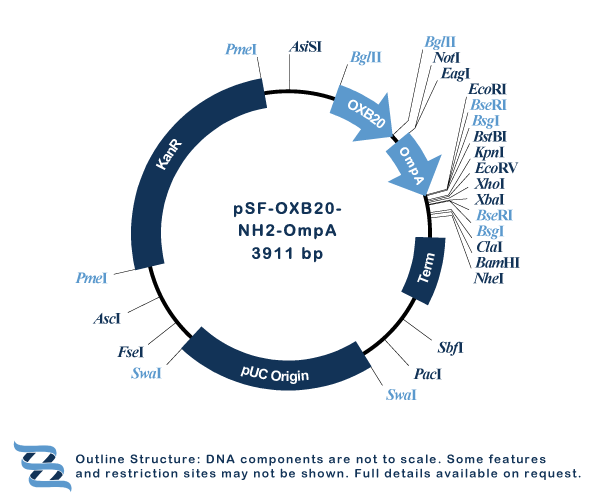 OXF graphics