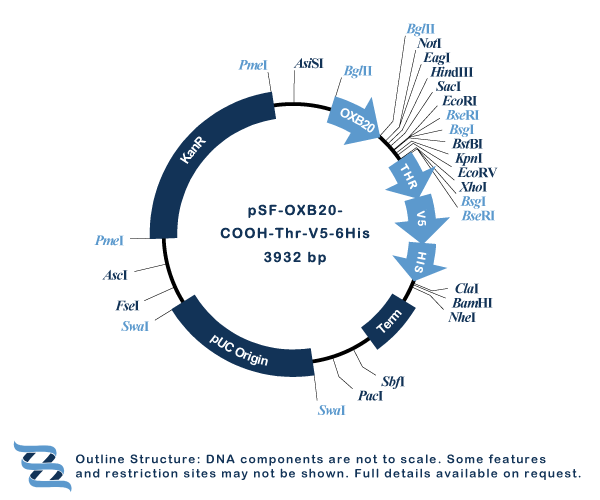 OXF graphics