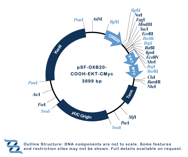 OXF graphics