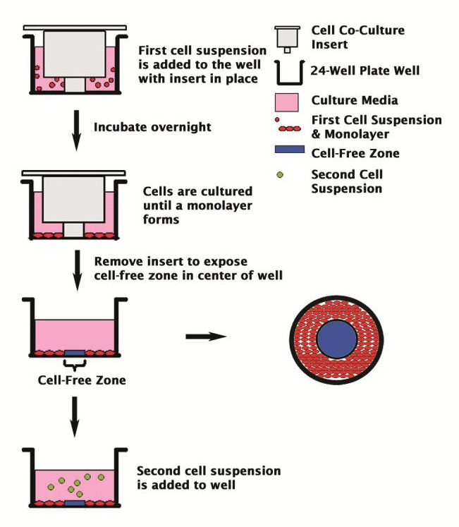 Cell well being. Cell well being. Животная клетка. Cell well being. Тахион частица.